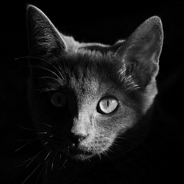 Чорний Кіт